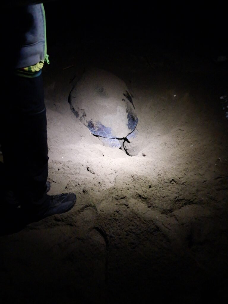 Sukamade turtle area