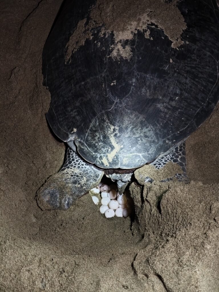 Sukamade turtle area